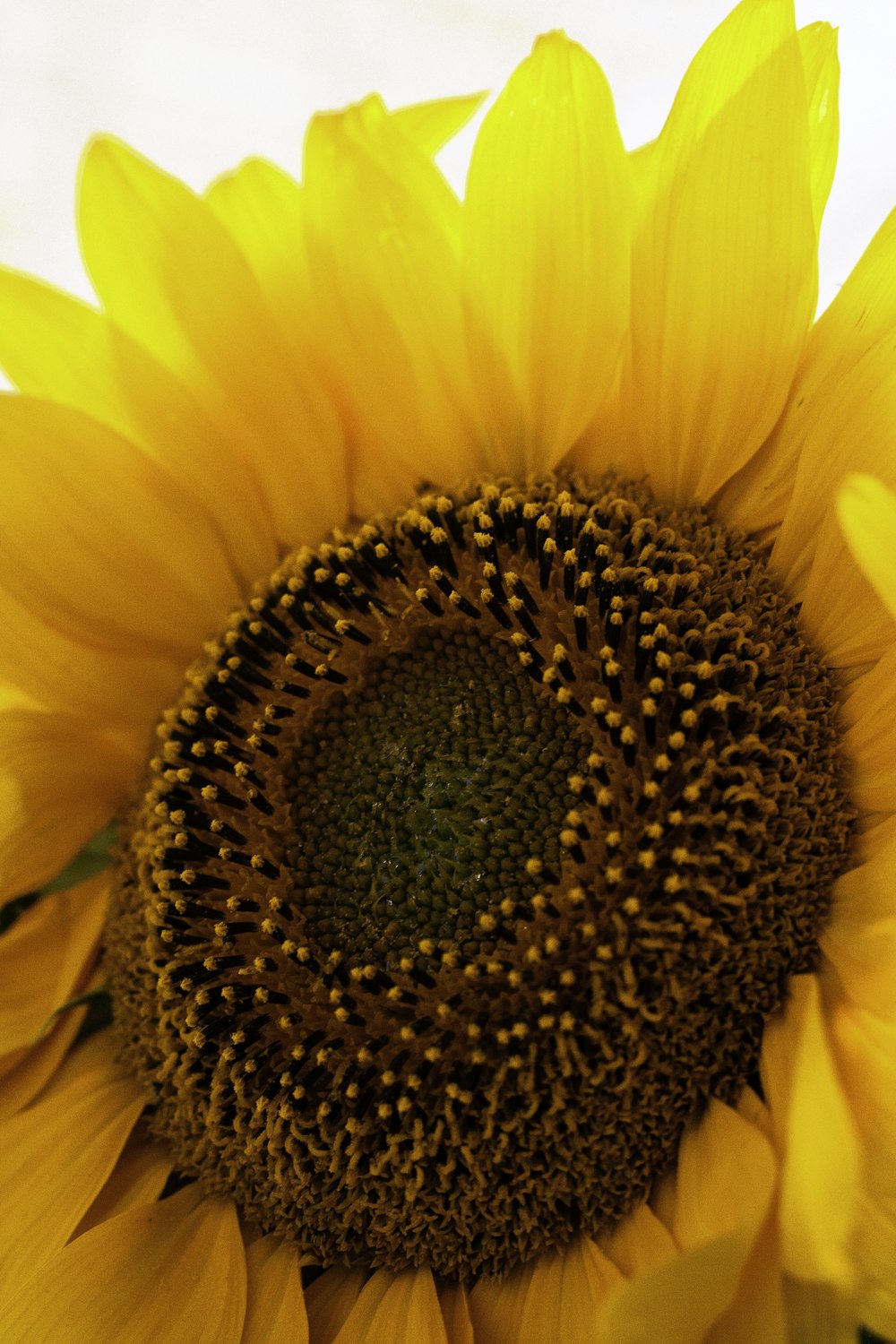 a close up of a sunflower with a white background