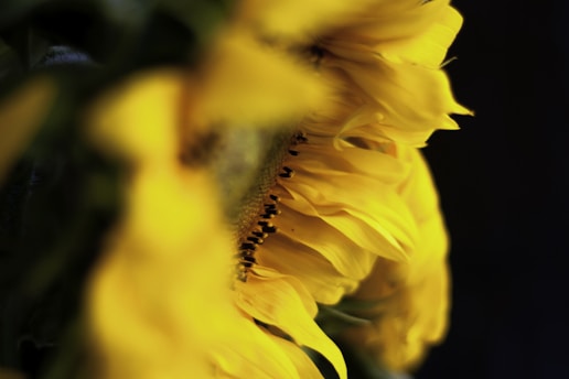 A close-up shot of a sunflower with sharp, contrasting shadows highlighting its textured petals against a dark, minimalist background.
