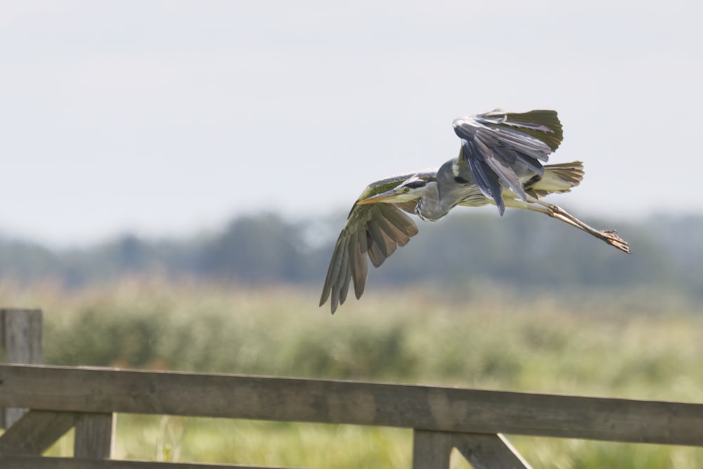 Ein Vogel, der über einen Holzzaun auf einem Feld fliegt