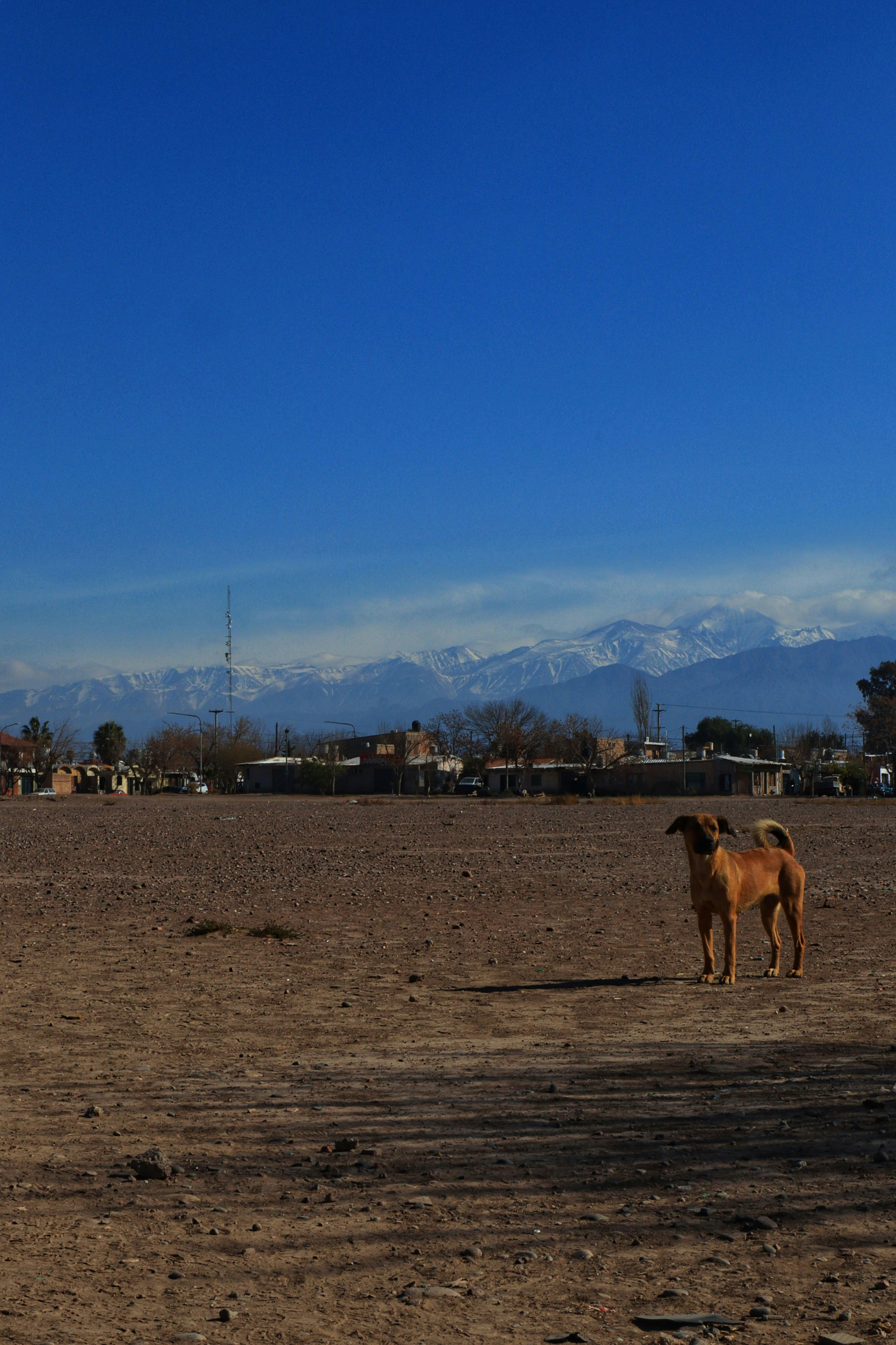 A horse in a field in Maipú