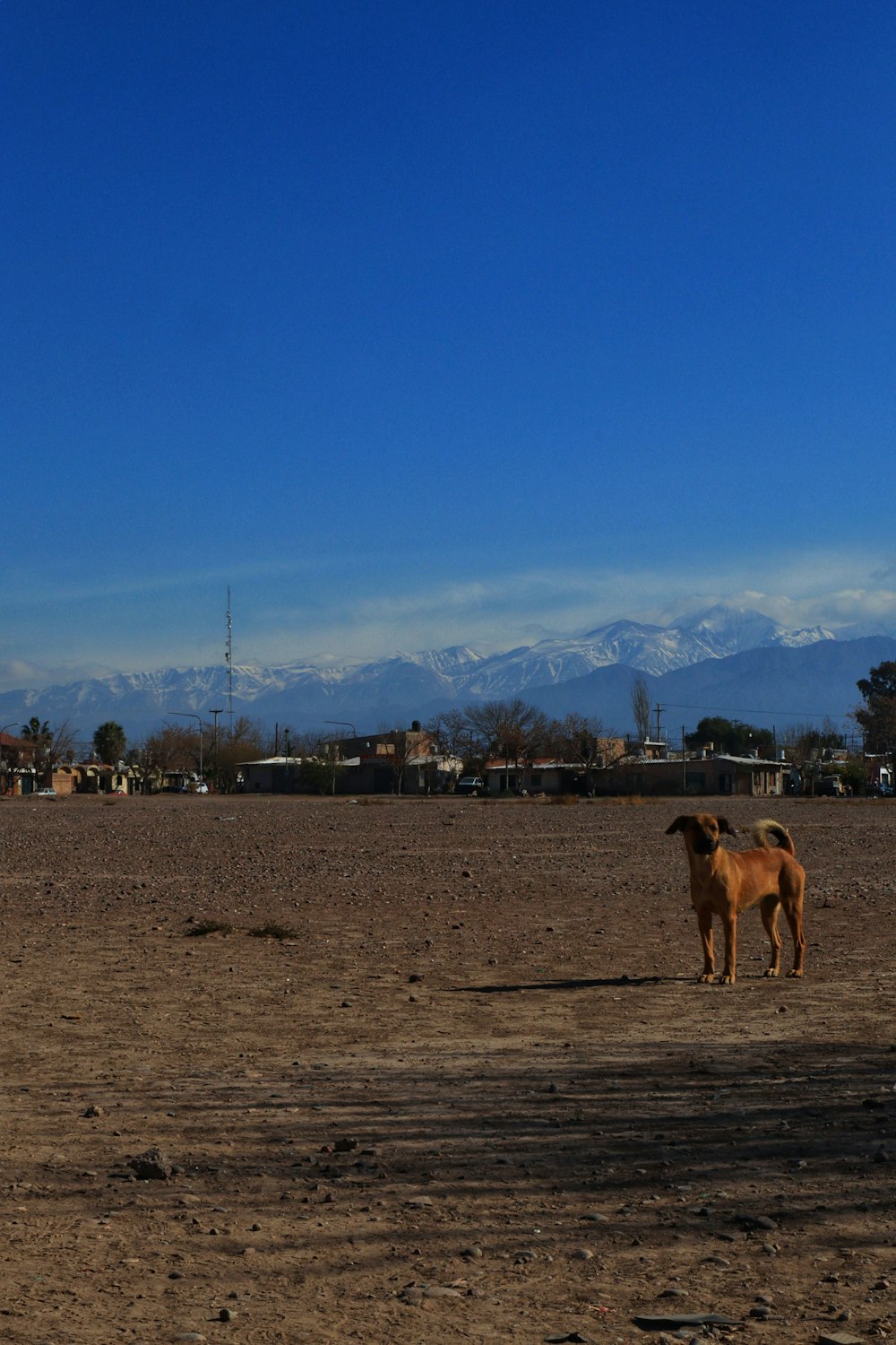 Un cavallo marrone in piedi sulla cima di un campo sterrato