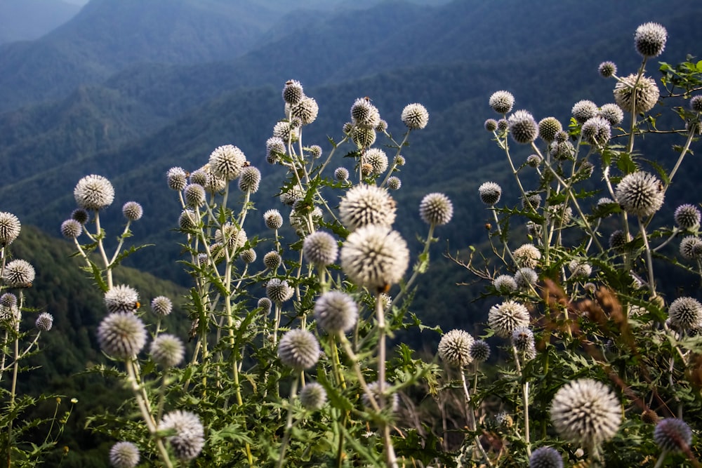 a field of flowers with mountains in the background