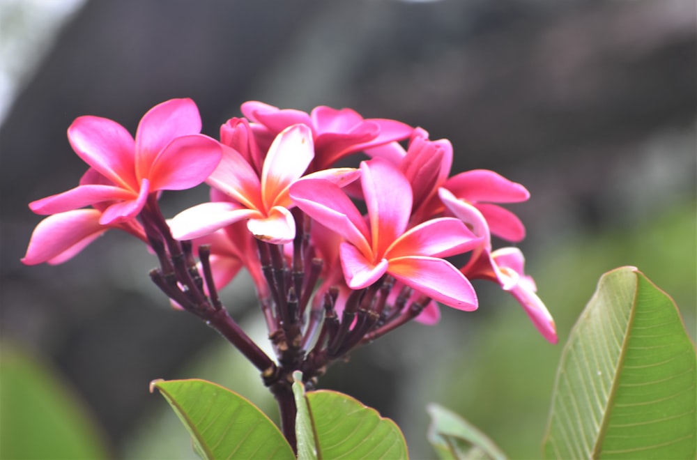 a close up of a pink flower with green leaves