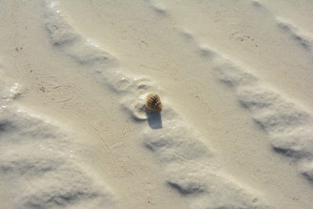 a seashell on the sand of a beach