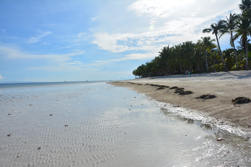 uma praia de areia com palmeiras no fundo