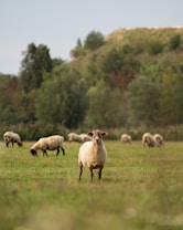 A serene pastoral scene with sheep grazing on a lush green field. One sheep stands prominently in the foreground, looking forward. The background features a gentle hillside covered with dense green trees and foliage, creating a peaceful natural setting.