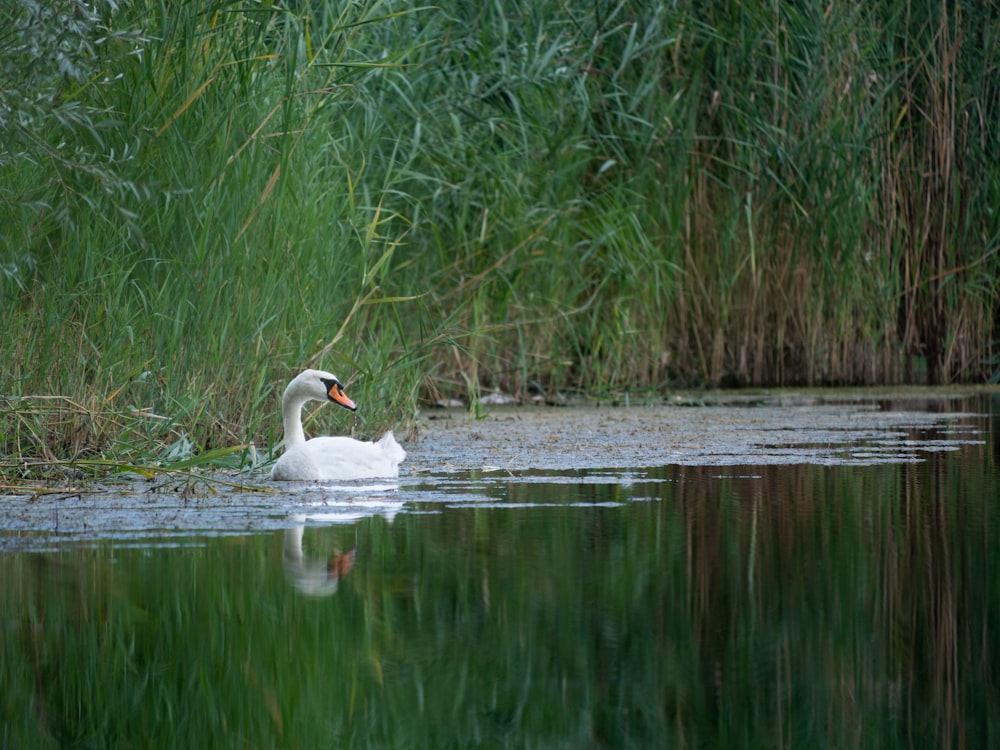 Un cigno bianco che nuota in uno stagno circondato da erba alta