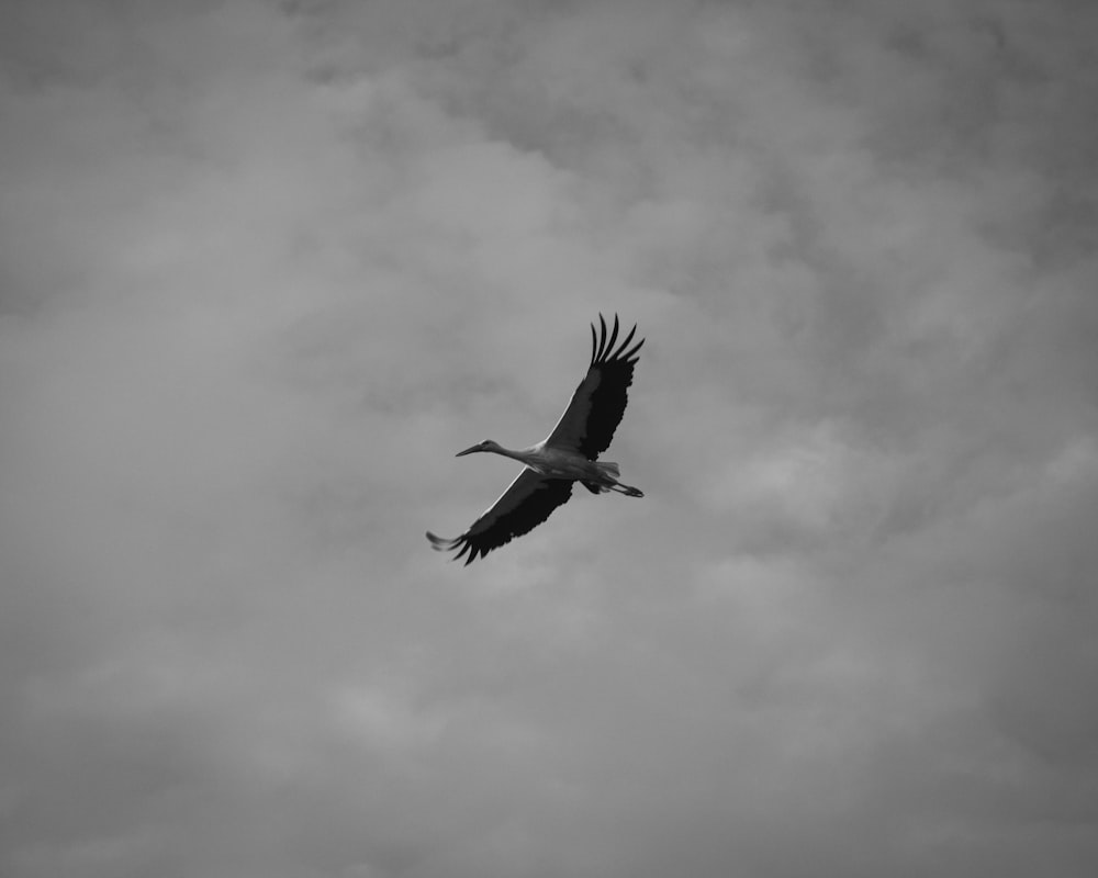 a large bird flying through a cloudy sky