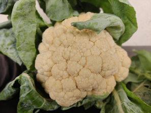 Close-up of fresh cauliflower heads growing in a lush green field under Delhi's sunlight