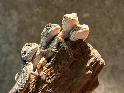 Two bearded dragons basking on a warm rock with curious eyes watching nearby puppies.