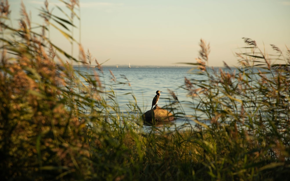 a bird is sitting on a rock in the water