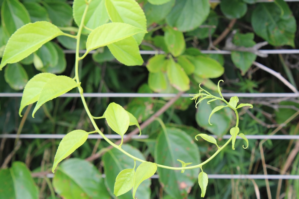 a close up of a plant with green leaves