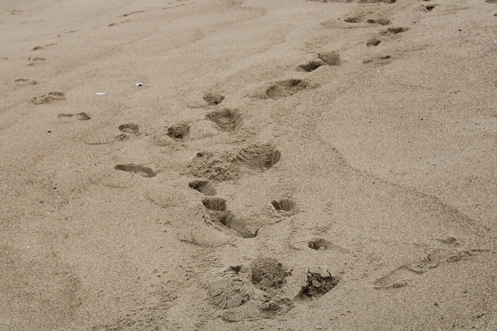 a dog paw prints in the sand on a beach