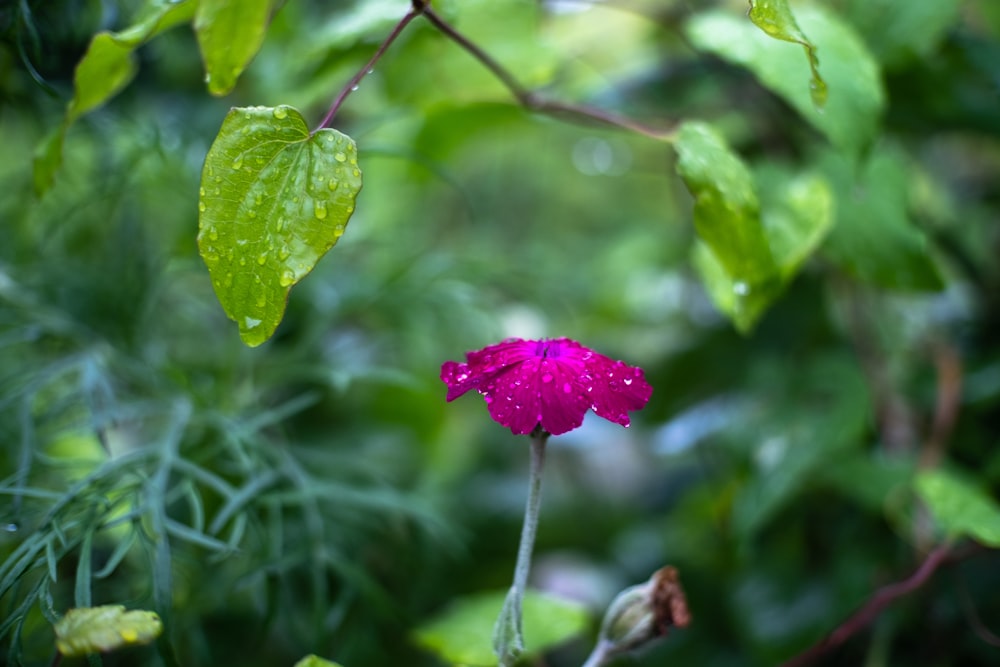 a pink flower with green leaves in the background