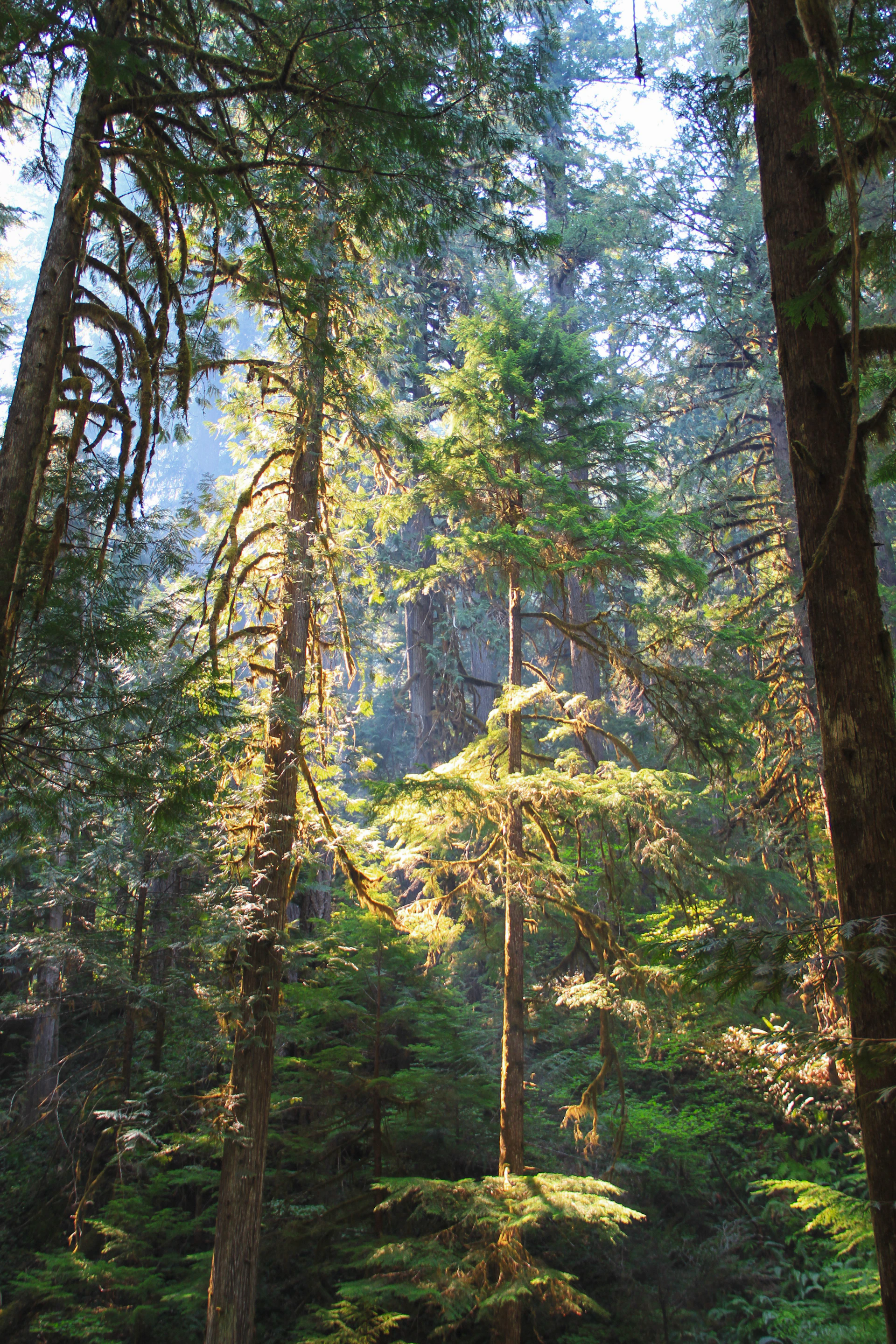 a forest filled with lots of tall trees