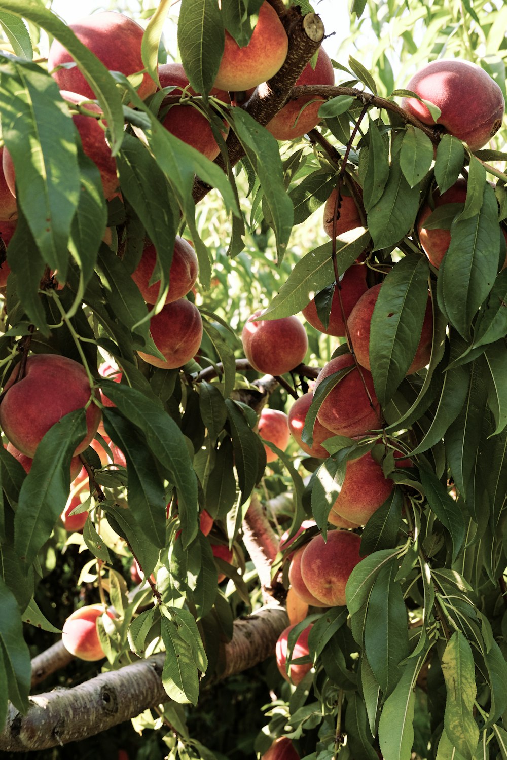 a tree filled with lots of ripe peaches