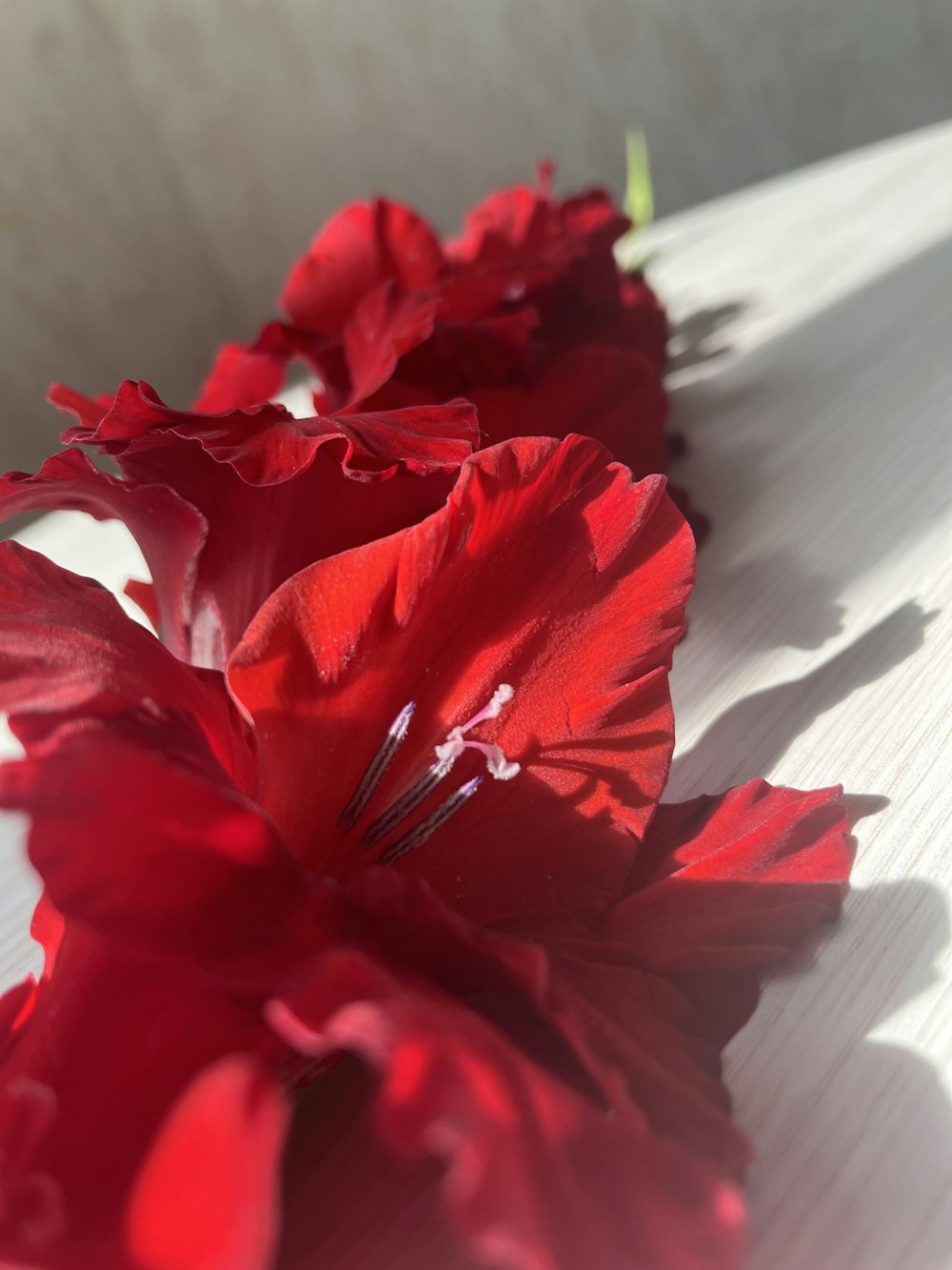 a close up of red flowers on a white surface