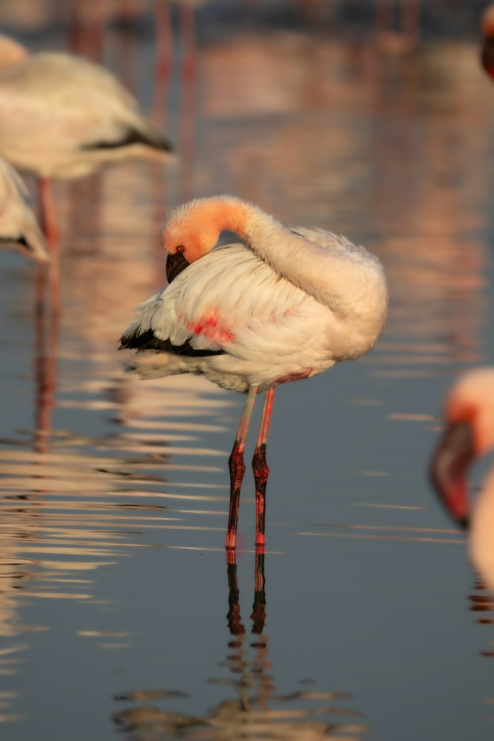 a flock of flamingos standing on top of a body of water