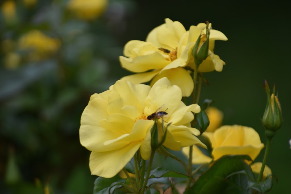 a bunch of yellow flowers that are blooming