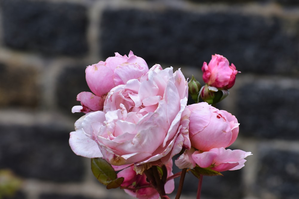 a bunch of pink flowers in front of a brick wall