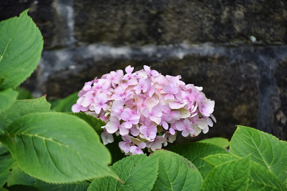 um close up de uma flor perto de uma parede de tijolos