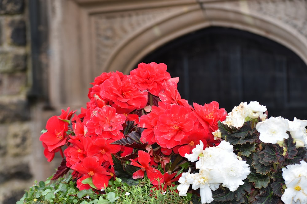 a bunch of red and white flowers in front of a building