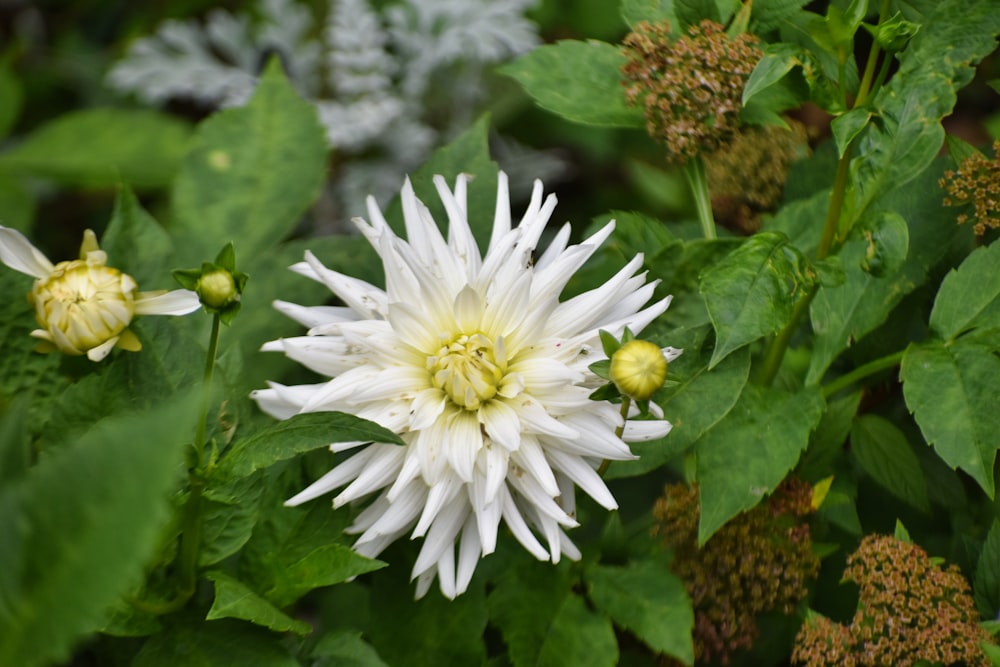 a close up of a white flower surrounded by green leaves