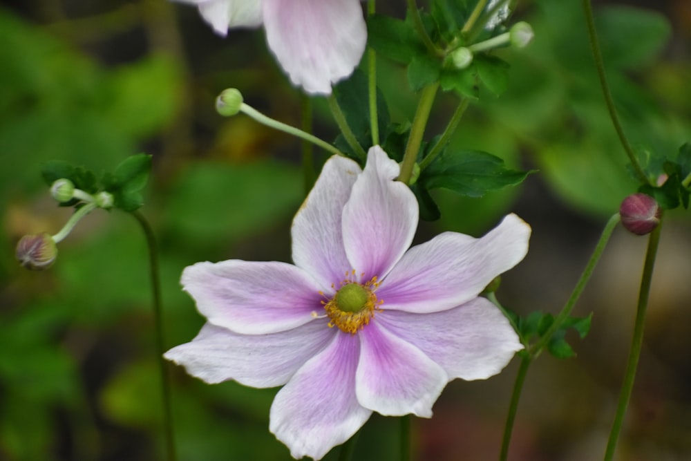 a close up of a flower with a blurry background