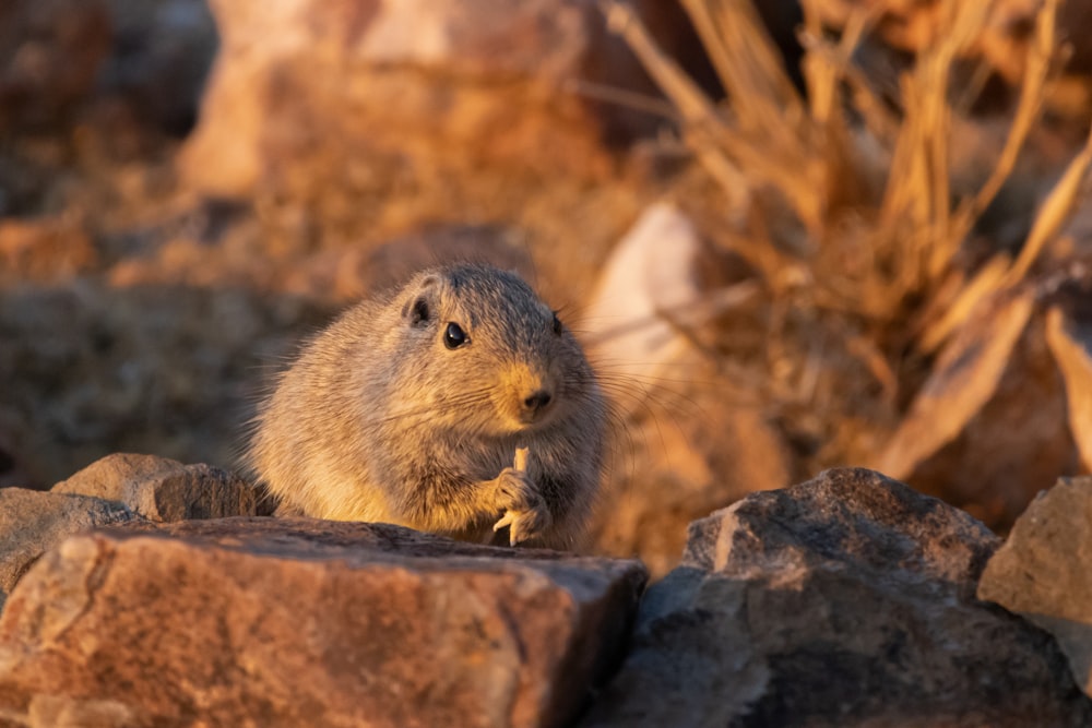 a small rodent sitting on top of a pile of rocks