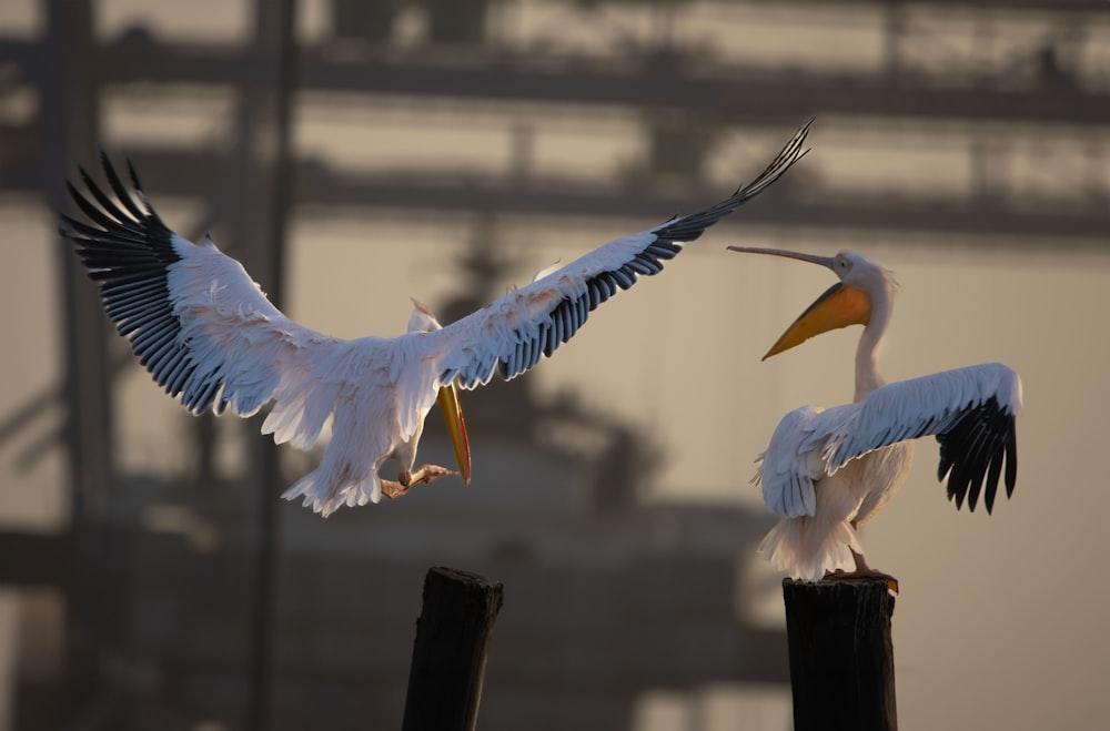 two large birds standing on top of a wooden post