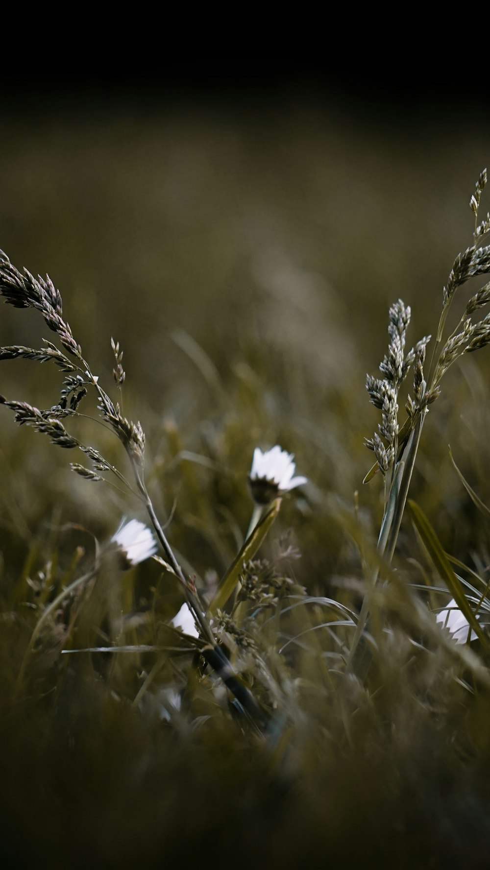 a close up of a flower in a field