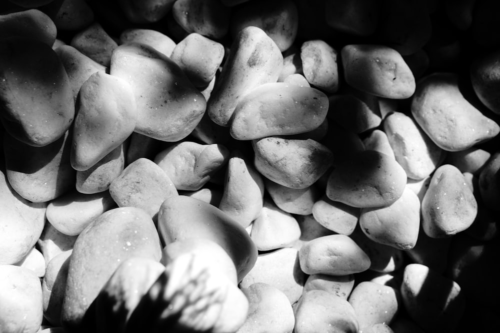 a black and white photo of rocks and leaves
