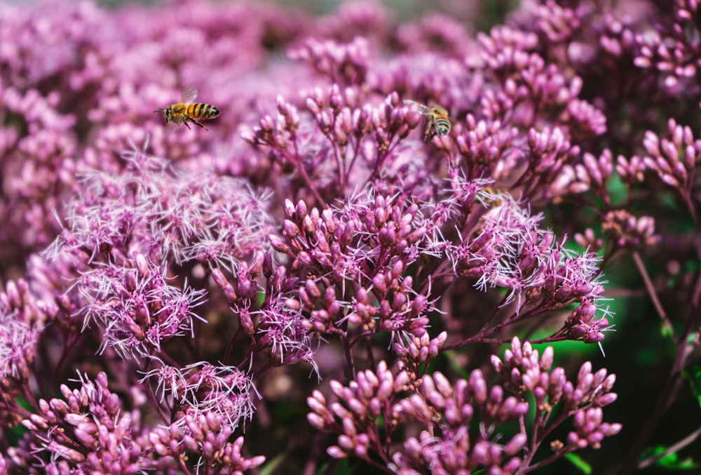 uma abelha voando sobre um ramo de flores roxas