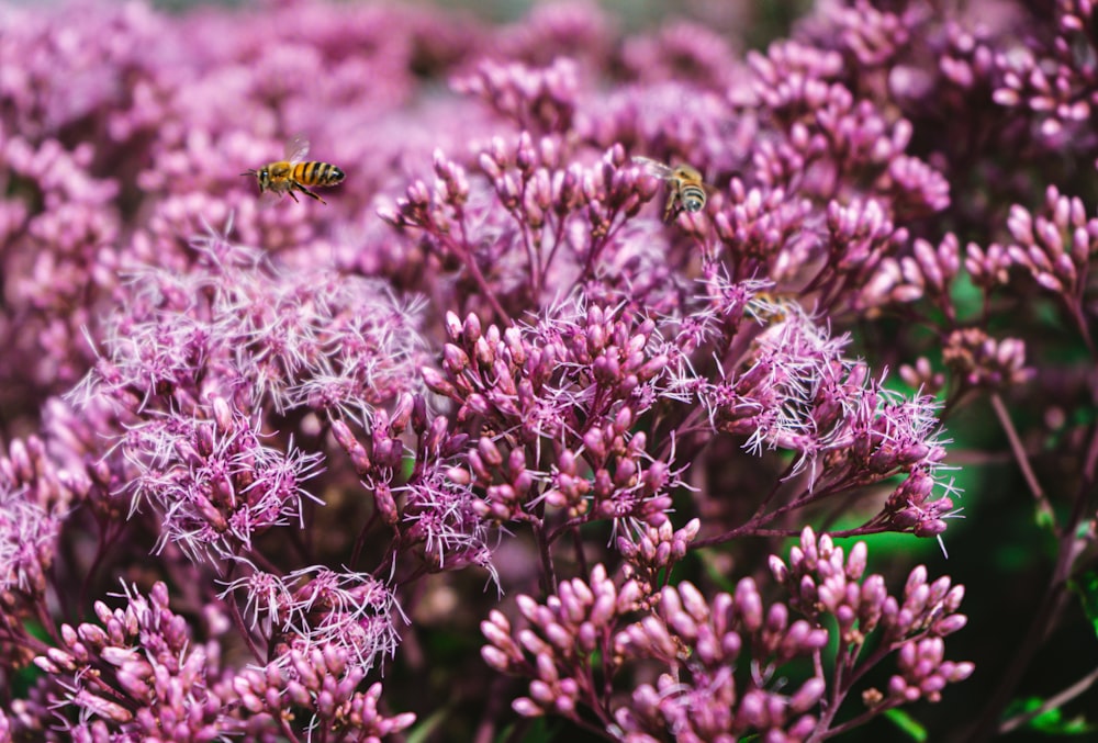 a bee flying over a bunch of purple flowers