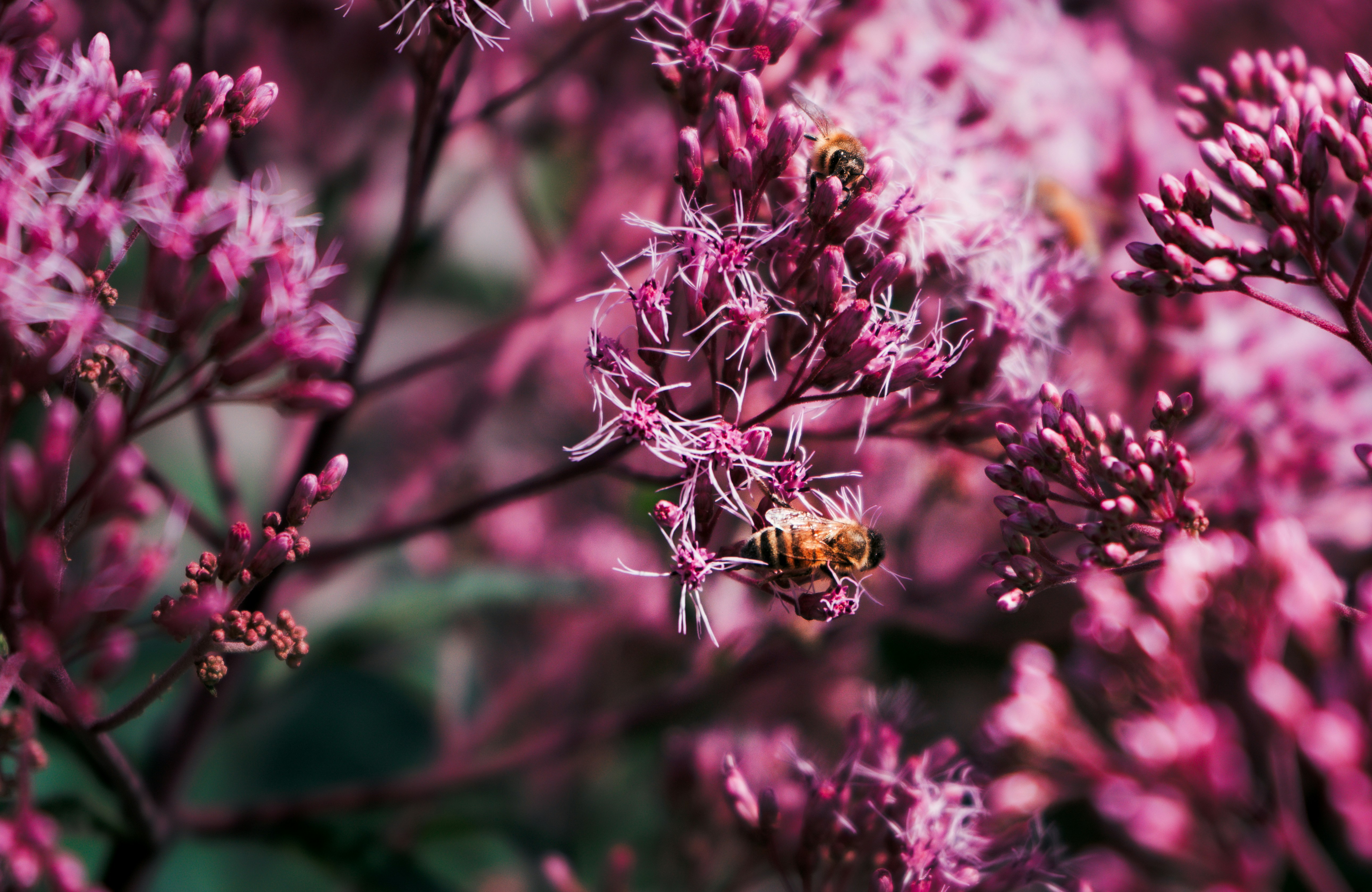 bee wallpaper aesthetic, wallpaper, Easy Bee Crafts for Adults: Creative Projects 3