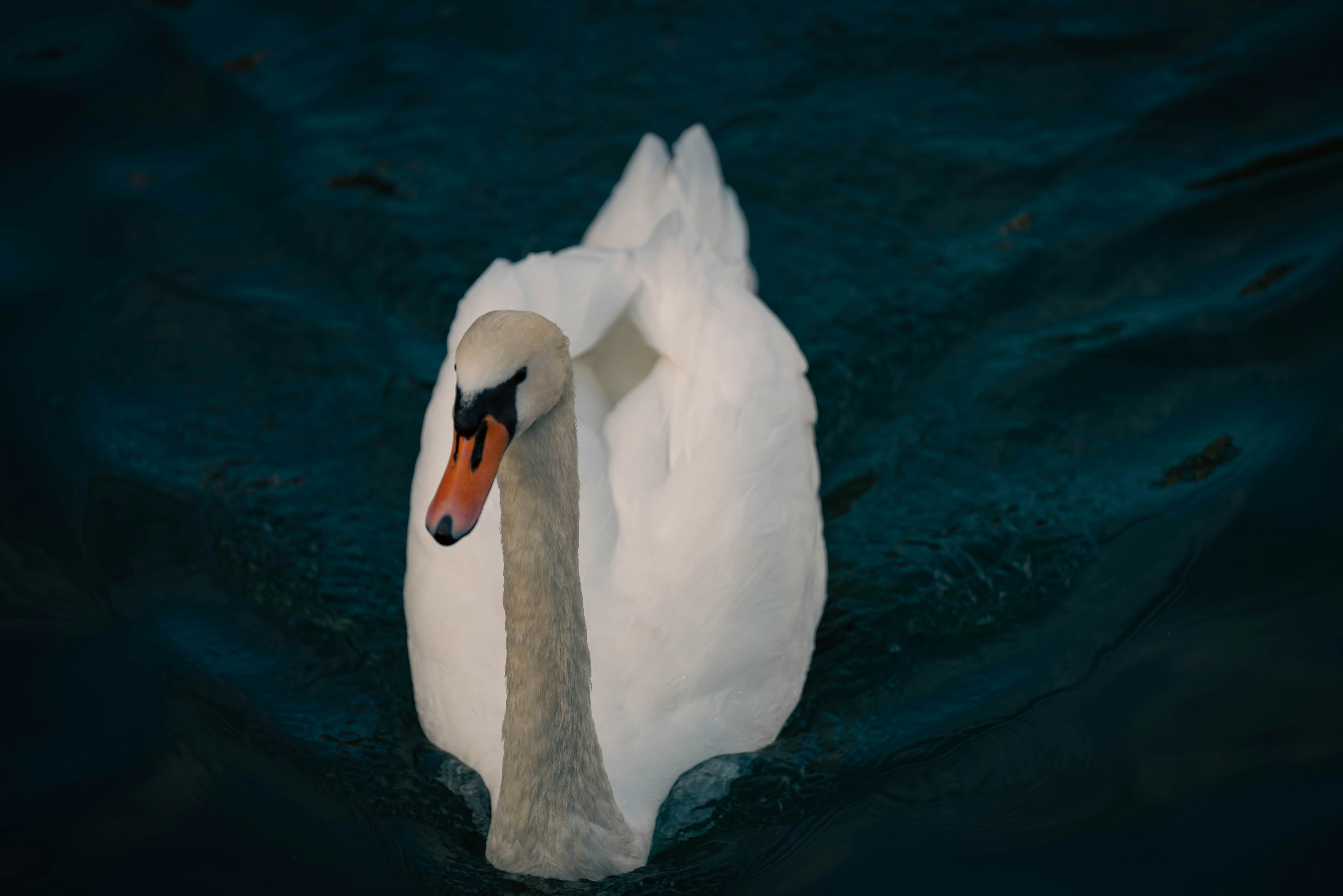 Photo by opohmelka