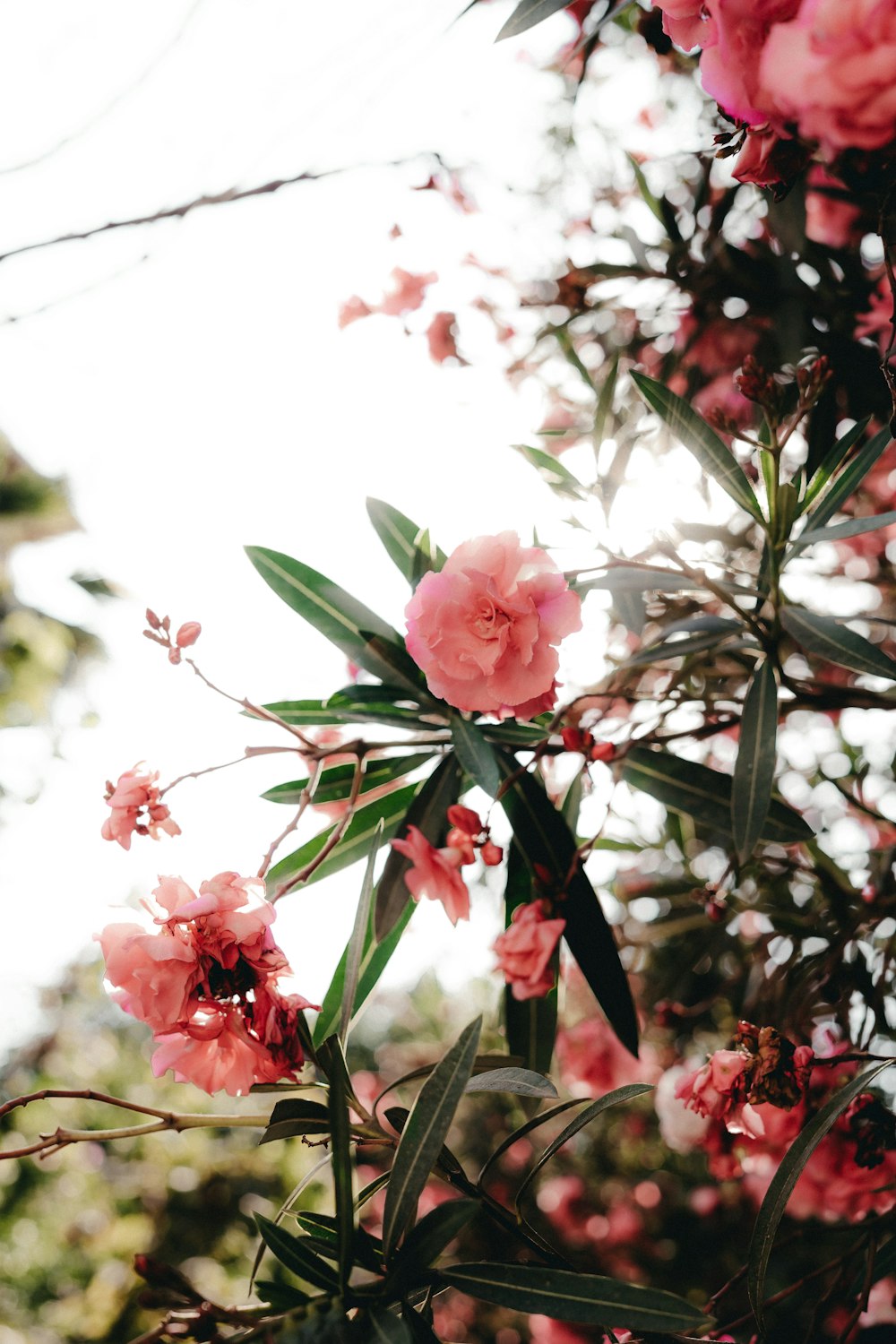 pink flowers are blooming on a tree branch