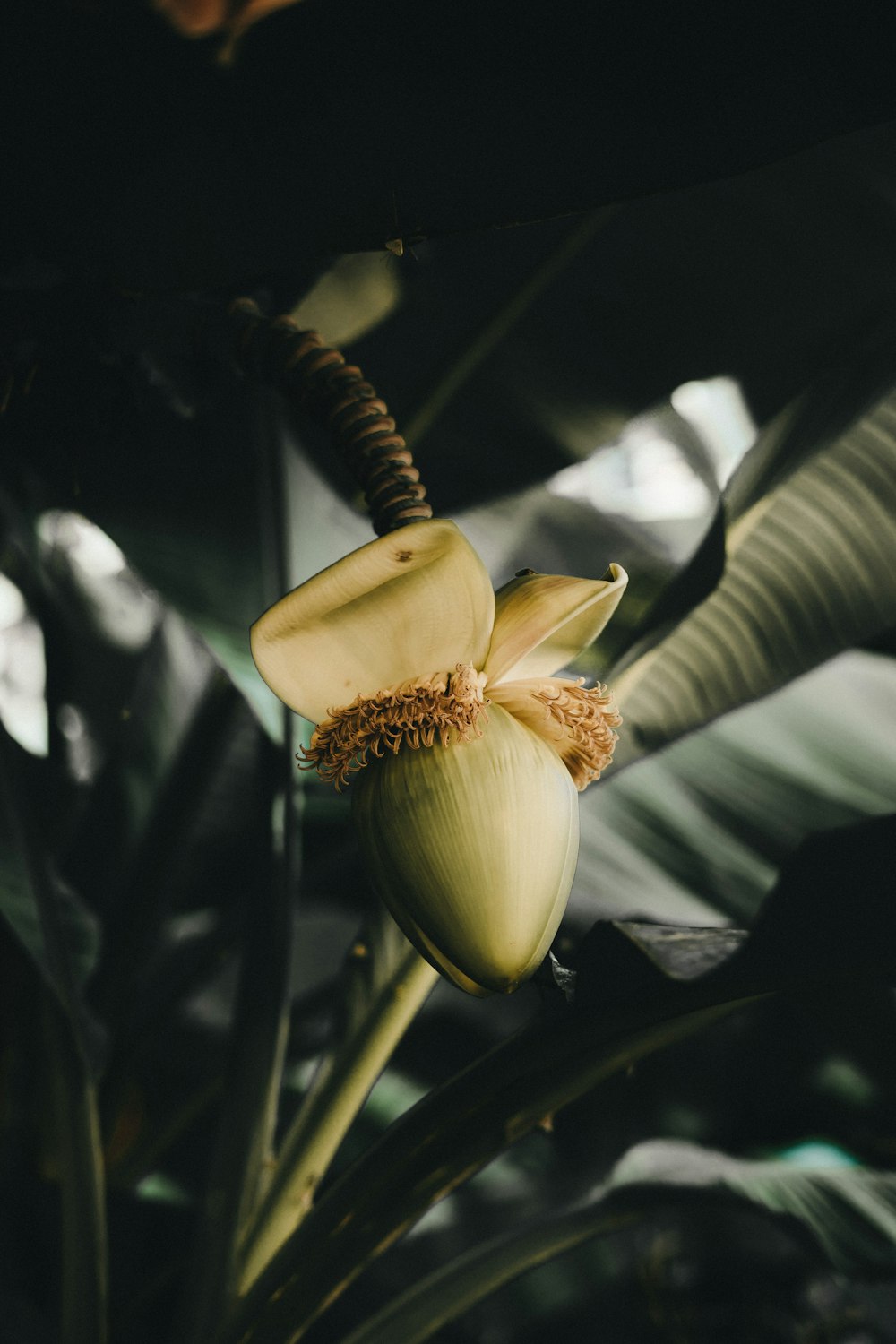 a banana tree with a bunch of unripe bananas on it