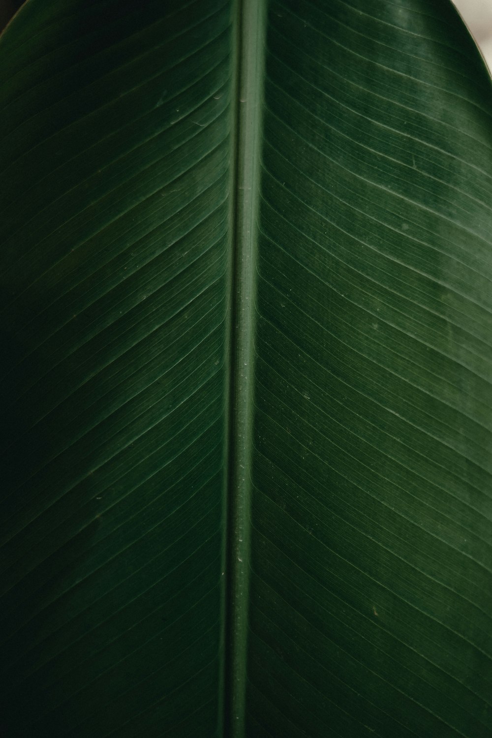 a close up of a large green leaf