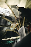 Large green banana leaves create a dense canopy with sunlight filtering through. A banana flower hangs from a curved stem, partially open and revealing its light yellow petals.