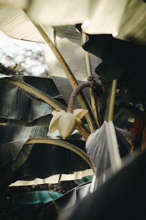 Large green banana leaves create a dense canopy with sunlight filtering through. A banana flower hangs from a curved stem, partially open and revealing its light yellow petals.