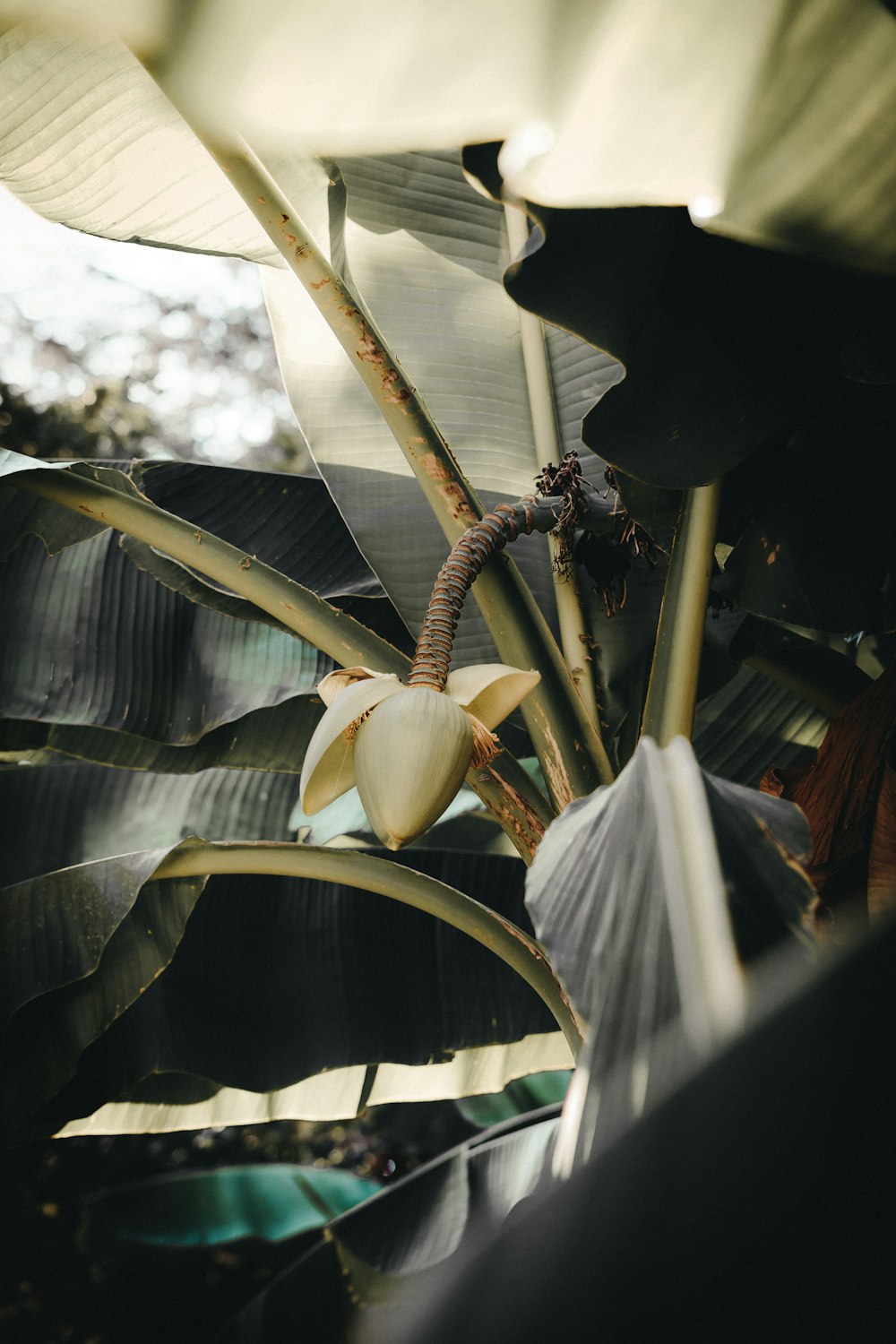 a banana tree with a bunch of bananas on it