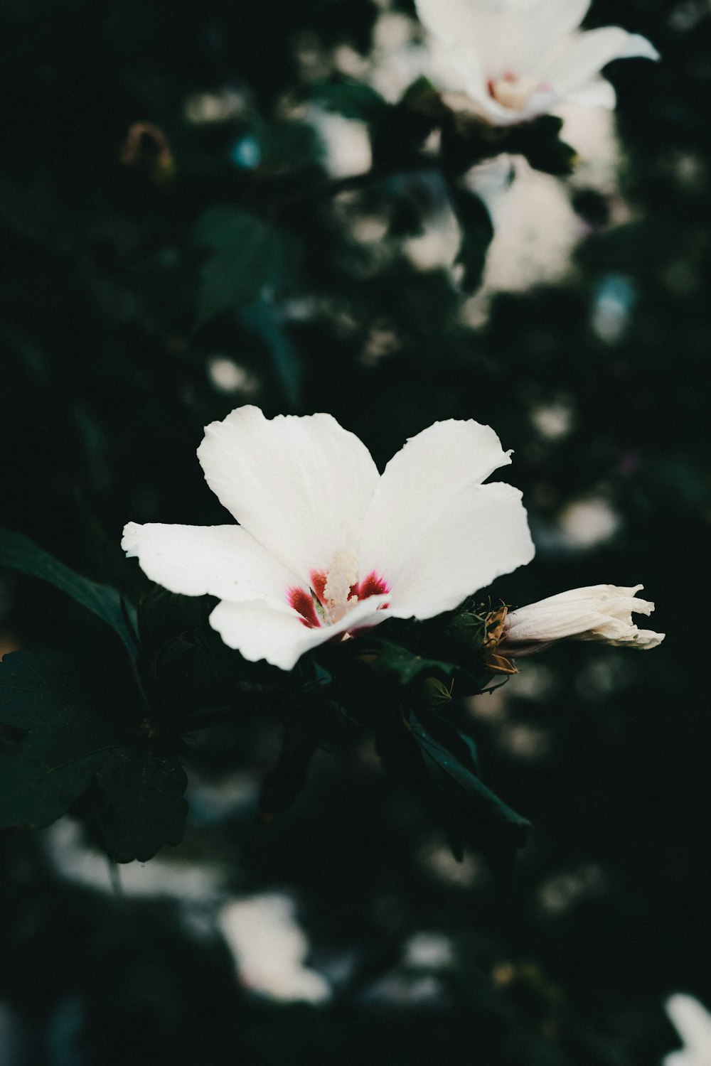 a white flower with a red center in the middle of it