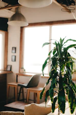 A bright, modern home interior with sunlight streaming in, highlighting clean surfaces and green plants.