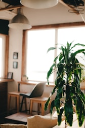 A cozy, sunlit interior with a focus on a lush green houseplant in the foreground. In the background, there is a wooden table with a gray chair next to large windows that let in abundant natural light. The room has simple decor, including framed pictures on the wall and a large pendant lamp hanging from the ceiling.