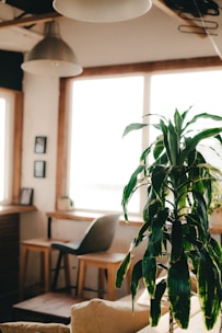 A cozy, sunlit interior with a focus on a lush green houseplant in the foreground. In the background, there is a wooden table with a gray chair next to large windows that let in abundant natural light. The room has simple decor, including framed pictures on the wall and a large pendant lamp hanging from the ceiling.