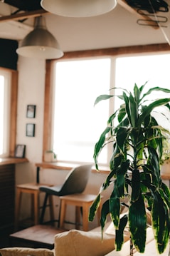 A cozy, sunlit interior with a focus on a lush green houseplant in the foreground. In the background, there is a wooden table with a gray chair next to large windows that let in abundant natural light. The room has simple decor, including framed pictures on the wall and a large pendant lamp hanging from the ceiling.
