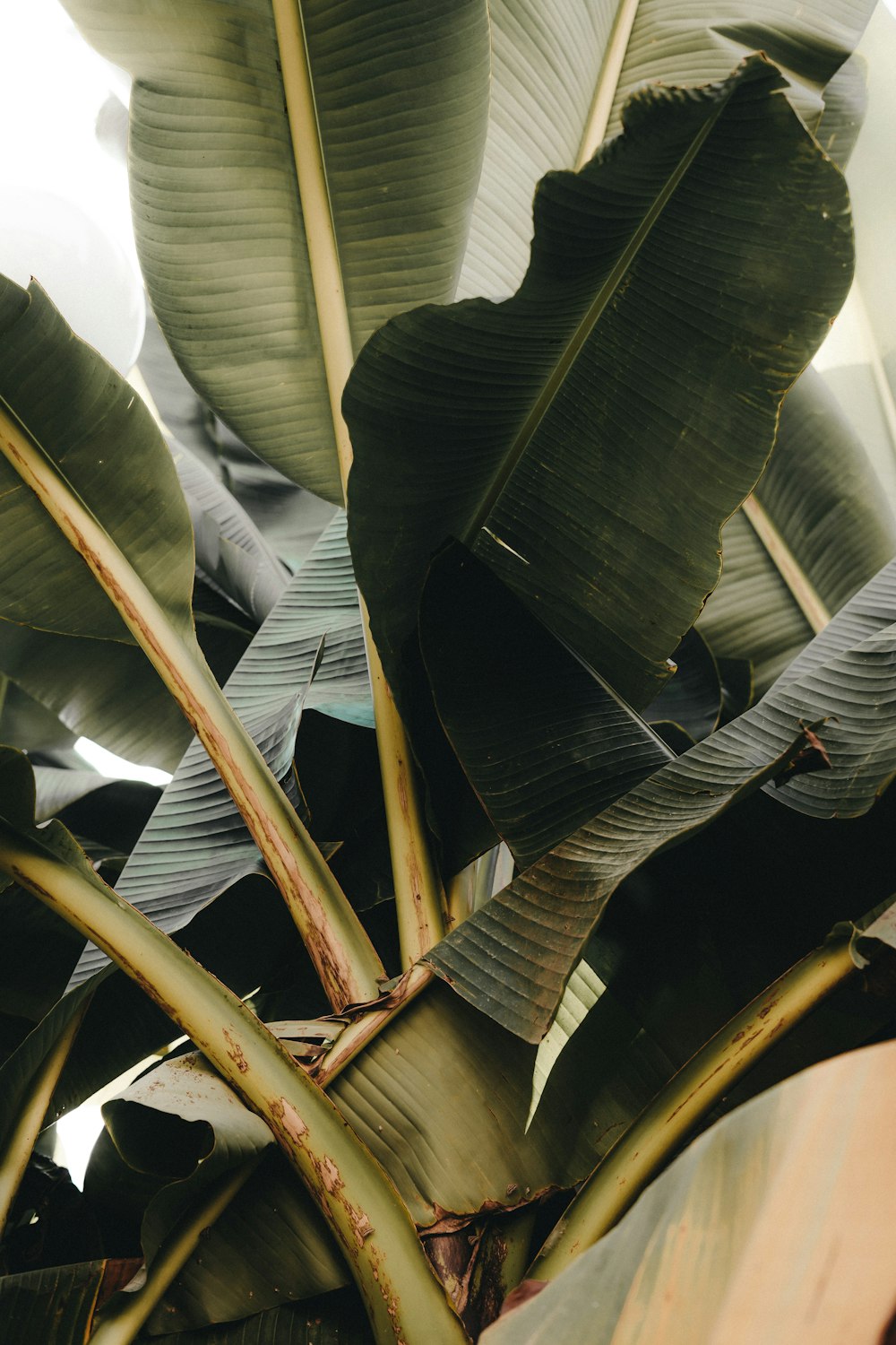 a close up of a plant with large leaves