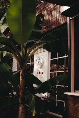 A banana plant is prominently in the foreground with large green leaves, partially blocking the view to a building with blue siding and grid-like windows. On the building, a round sign featuring the words 'SURF COFFEE' with a minimalist surfboard logo is visible. The area is bathed in gentle, natural light, creating an inviting and tranquil atmosphere.