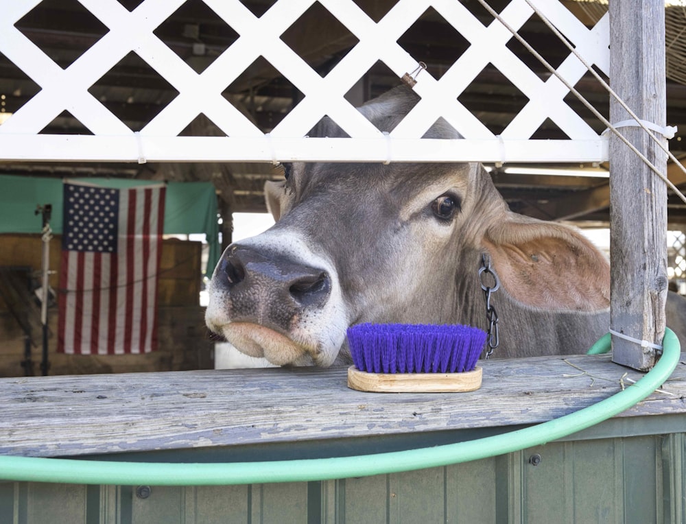 a cow sticking its head over a fence